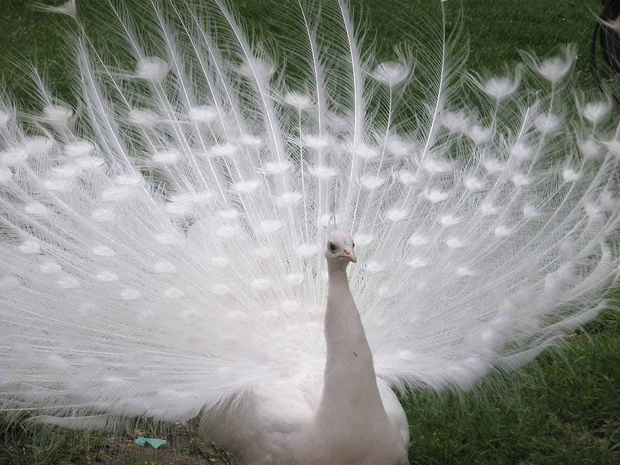 paon blanc qui fait la roue