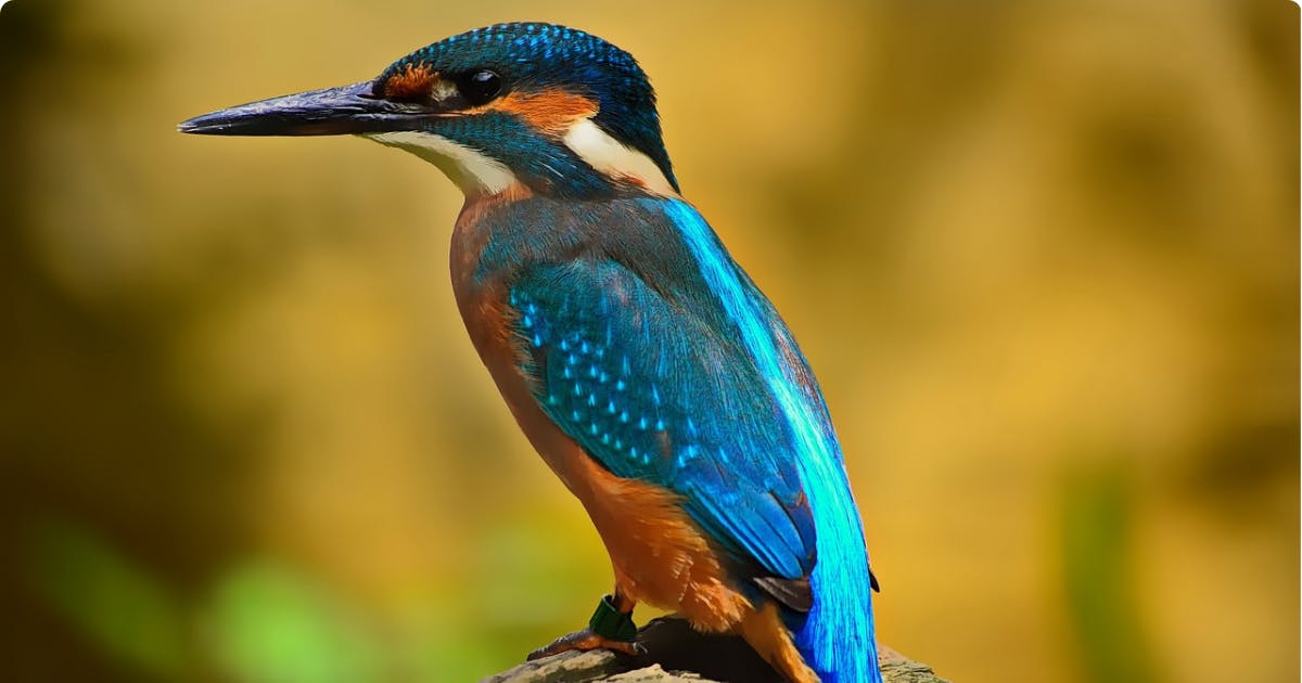 Photo Martin Pêcheur